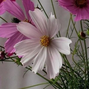 Meet your Posher, Lealie